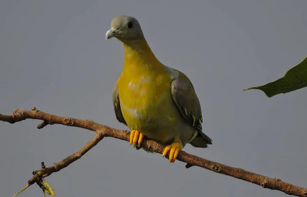 Pigeon Vert Pattes Jaunes Pendant Mousson Sur Arbre — Photo