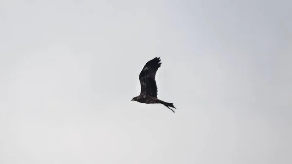 Black Kite Flight Searching Prey — Stock Photo, Image