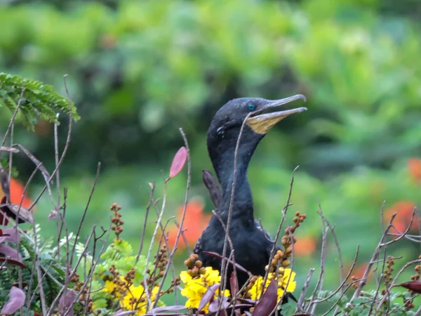 Black Indian Cormorant Breeding Monsoon Tree — Stok Foto