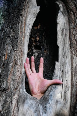 Yaşlı bir ağacın oyuğundan bir avuç içi açık bir adamın eli. Kavram: zor durumlarda yardım, ekoloji sorunu. Ormanda dehşet. Ağacın oyuğundan bir el sarkar