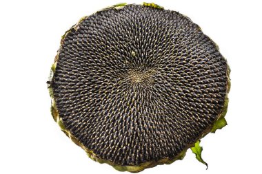 Olgun tohumlu ayçiçeği beyaz arka planda izole edilmiş. Beyaz arka planda olgun ayçiçeği. Metnin için yer.