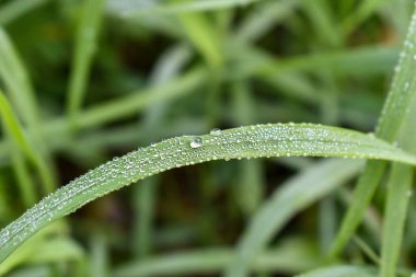 Çiy damlalı yeşil çimen. Yeşil çimenli bir arka plan. Geniş açıklık odağı. Uzun yapraklı bir sürü yeşil ot sapı. Bitkisel arka plan, güzel bitkisel doku. Yakın çekim, seçici odaklanma.