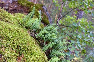 Taşın dokusu, yosun ve eğrelti otuyla kaplı taş oluşumu. Ormanda bitkilerin yetiştiği taş..