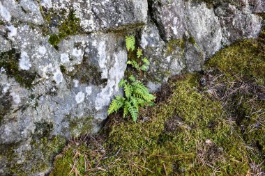 Kaya dokusu, yosun kaplı taş. Üzerinde yosunların büyüdüğü taş. Tasarım için bir taşla arka plan. Doğal malzemelerin dokuları. Kumlu doku.