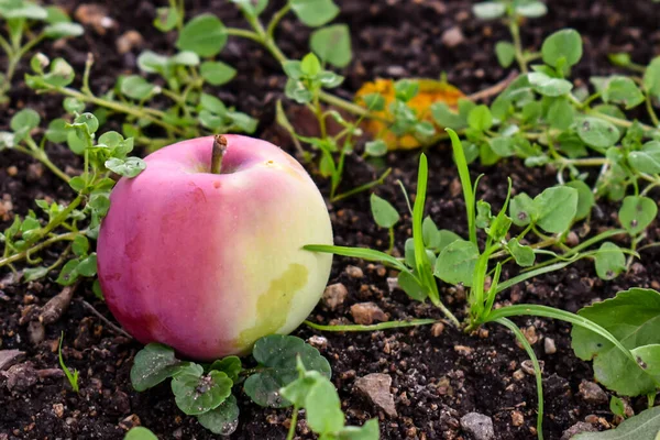 美しい若いリンゴが木から地面に落ち 庭の芝生の上に横たわっています 健康食品の概念 テキスト用のスペース リンゴは地面にある — ストック写真