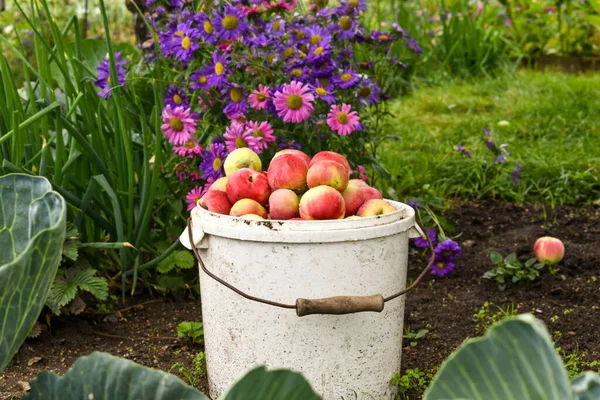 Frische Ernte Der Äpfel Ein Eimer Mit Jungen Äpfeln Gepflückt — Stockfoto