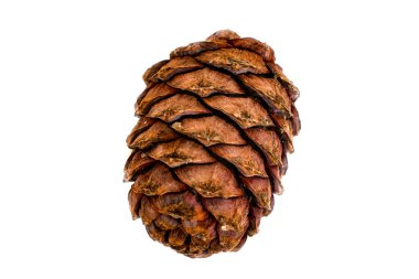 Beyaz arka planda fındıklı sedir konisi. Seçici odak.
