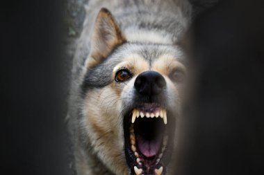Hırçın sırıtan bir köpek evi hırsızlardan korur, çitin arkasında kalır. Kızgın köpek havlar ve evin bahçesini korur. Zincirli kızgın köpek insanlara havlıyor, evi koruyor, hayvan istismarı yapıyor.
