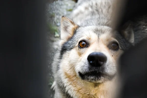 Dog Vicious Grin Protects House Thieves Being Fence Angry Dog — Stock Photo, Image