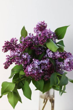 Beyaz arka planda vazoda bir demet leylak..