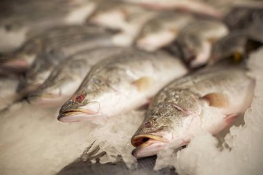   Tezgahta taze balık var.                                                       