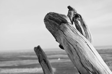 Siyah beyaz bir günde yeşil bir alanda ölü bir dal.