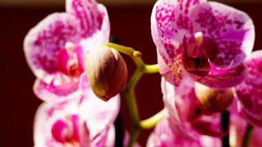 Mermer falaenopsis orkide çiçeği ayrıntıları beyaz ve pullu olarak kapat