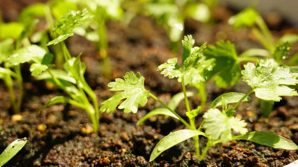 Kişniş bitkisi yaprakları tencerede ve su damlalarında.