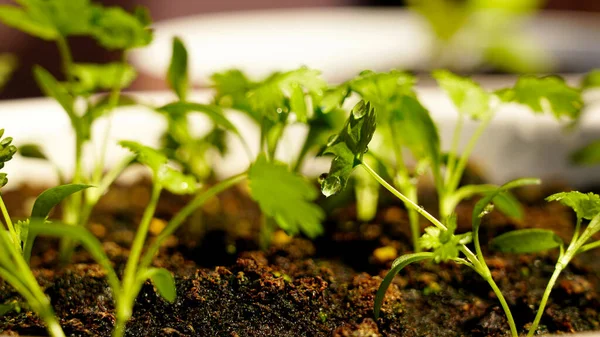 Tenceredeki kişniş yaprağı bitkisinin su damlası detayı