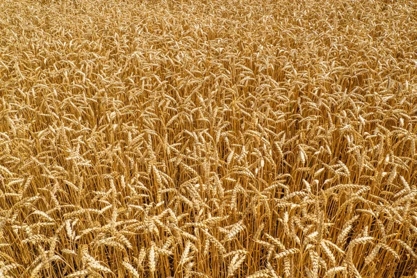 Beautiful Field Landscape. Ripening Ears of Meadow Wheat Field. Gold Wheat Field. Beards of Golden Barley Close Up