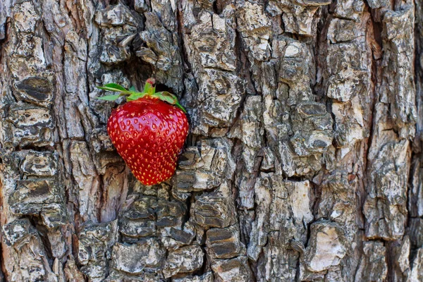 Rijpe Rode Aardbeien Liggend Schors Van Een Boom — Stockfoto