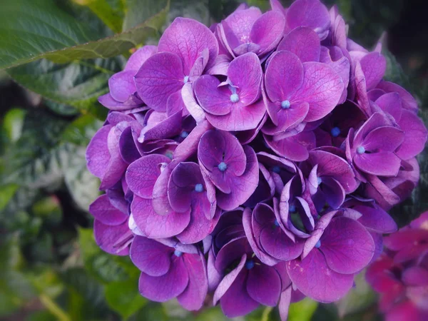 美しいオルタンス紫アジサイ — ストック写真