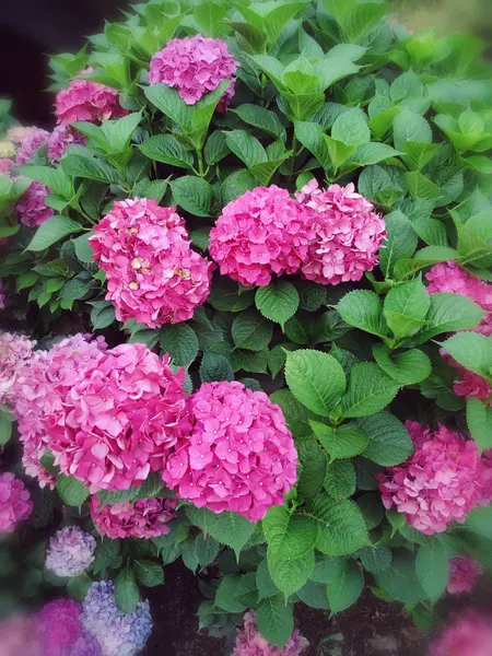Красива Гортензія Рожева — стокове фото