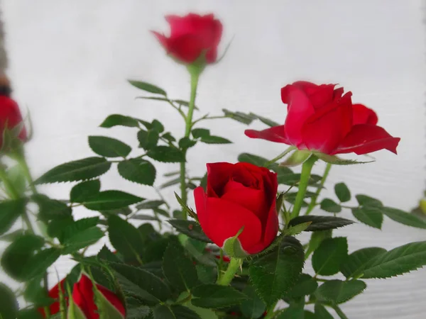Rote Rosen Zum Feiern — Stockfoto