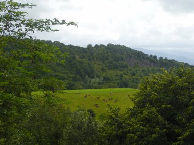 Yeşil alanın üzerinde atlar