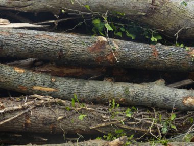 Ağaç gövdeleri yakın bakış