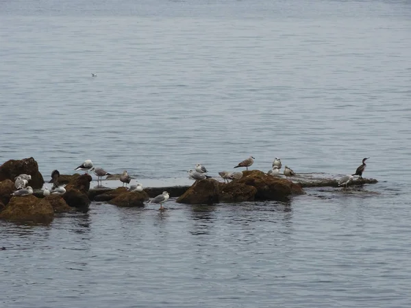 Les Oiseaux Regroupent Sur Les Rochers — Photo