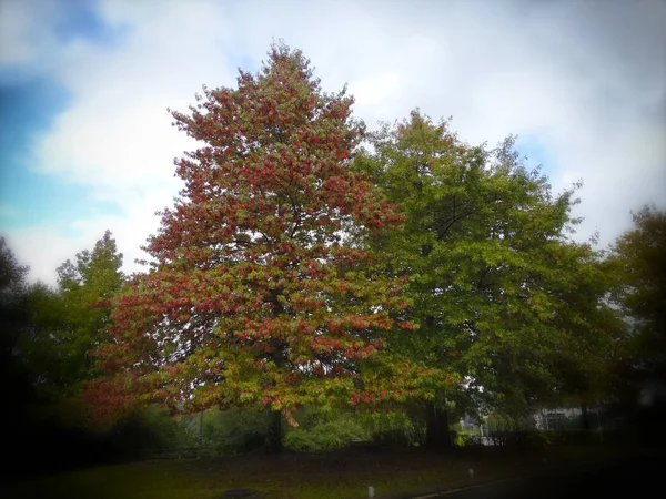 Autumn Park Landscape Orange Green — Stock Photo, Image