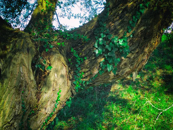 Зеленые Листья Над Старым Деревом — стоковое фото