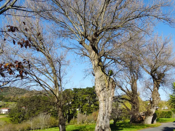 Duże Stare Drzewa Jaizkibel Góry Hiszpania — Zdjęcie stockowe