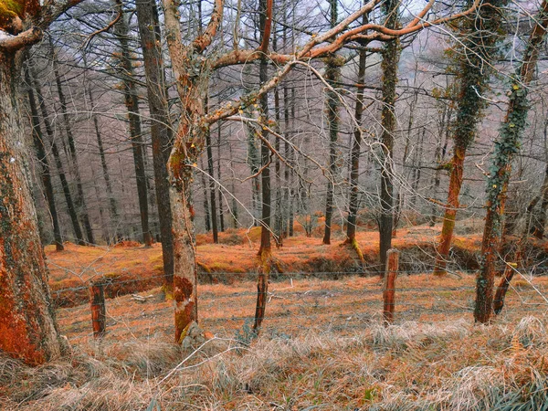 Baskenwald Nackte Bäume Herbst Europa — Stockfoto