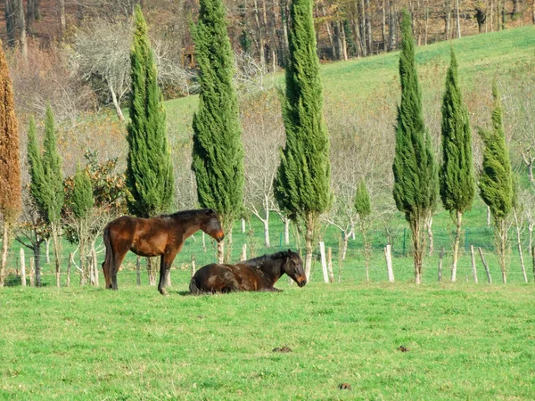 Coppia Cavalli Sdraiati Tranquilli Hill — Foto Stock