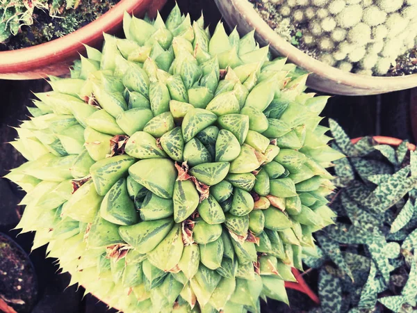 Zen Kaktusz Kert Városi Erkély — Stock Fotó