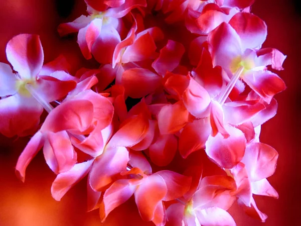 Zen Pink Flowers Background Relaxation — Stock Photo, Image