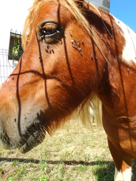 Лошадь Заключенная Летнем Пастбище — стоковое фото
