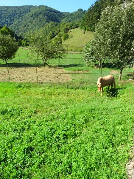 Pferd Auf Sommerweide Eingesperrt — Stockfoto