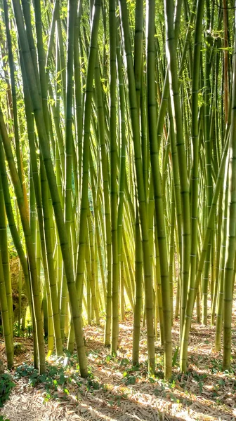 Bambu Skog Bakgrund Med Solstrålar — Stockfoto