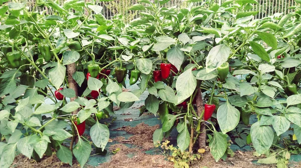 Rode Paprika Boomgaard — Stockfoto