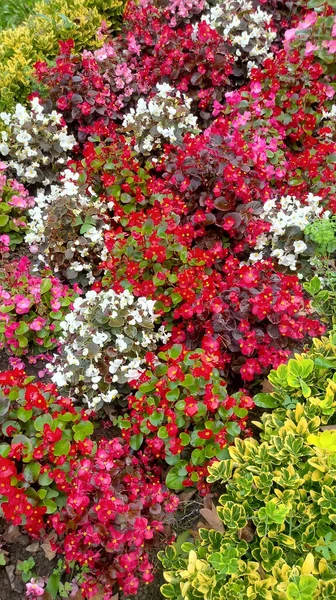 Blumen Bunte Sträucher Hintergrund Sommer — Stockfoto