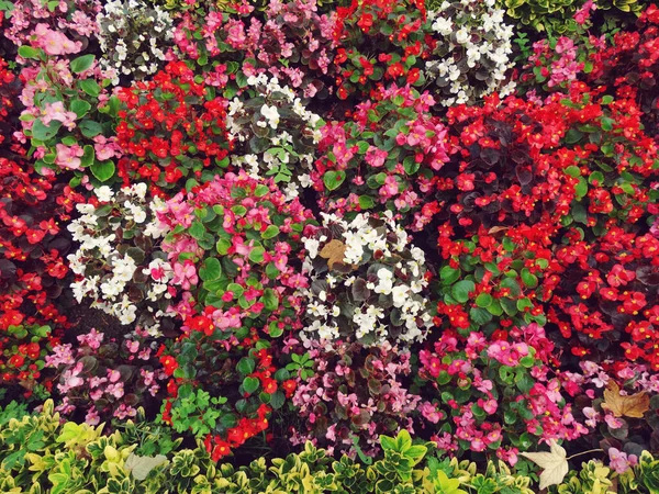 Röd Rosa Och Vit Blomma Bush — Stockfoto