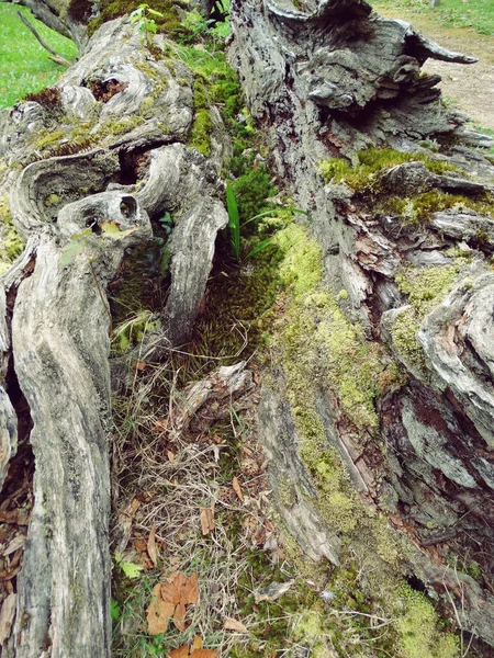 植生と苔を持つ天然木 — ストック写真