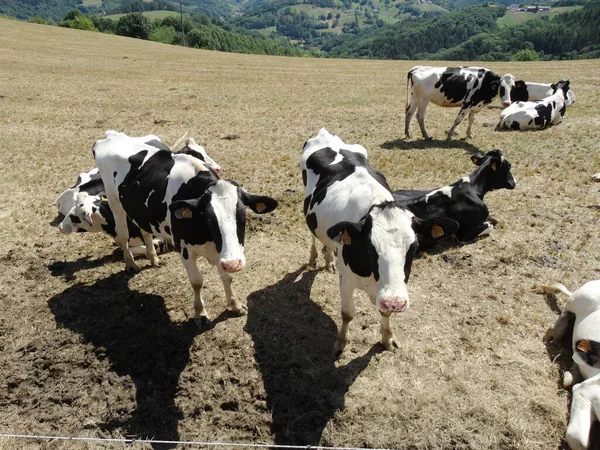Herde Kühe Sommer Auf Dem Feld — Stockfoto