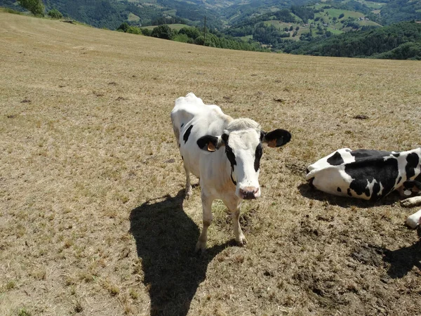 Schöne Kuh Sommer Auf Dem Feld — Stockfoto