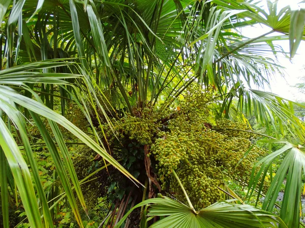 Tropical Jungle Palm Grön Trädgård — Stockfoto