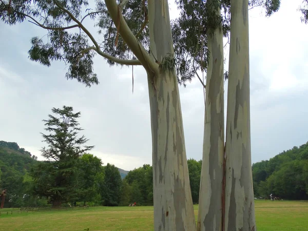 Tall Tree Europe Forest — Stock Photo, Image