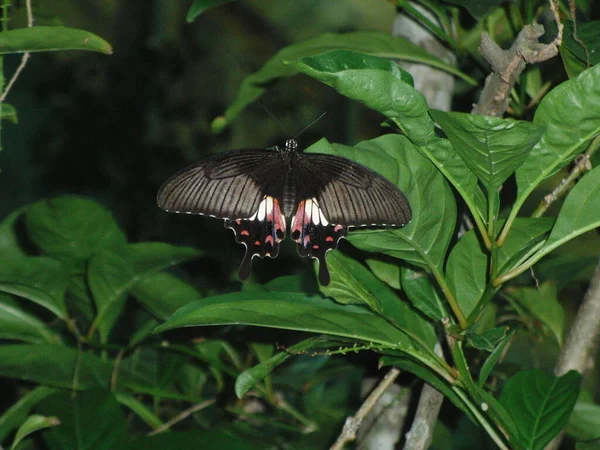 Borboleta Exótica Estufa — Fotografia de Stock