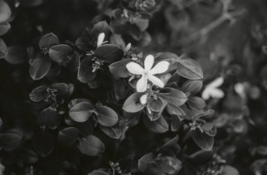 Beyaz çiçek, bahar sabahı yeşil yapraklar