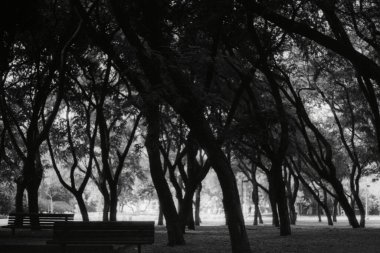 Bir bahar parkında ağaçlar ve banklar