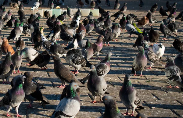 Beaucoup Pigeons Dans Ville — Photo