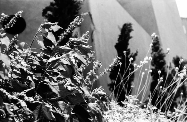 Χόρτο Και Λουλούδια Κατά Μήκος Του Γκρίζου Τοίχου — Φωτογραφία Αρχείου